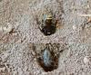 Gorytes planifrons